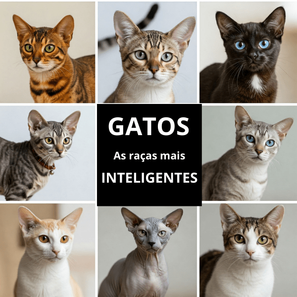 Racas-mais-inteligentes
